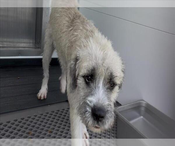 Medium Photo #2 Fox Terrier (Toy)-Unknown Mix Puppy For Sale in San Bernardino, CA, USA