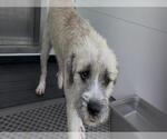 Small #1 Fox Terrier (Toy) Mix
