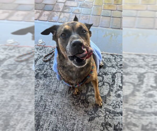 Medium Photo #9 Mutt Puppy For Sale in phoenix, AZ, USA