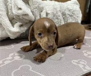 Dachshund Puppy for sale in CONCORDIA, MO, USA