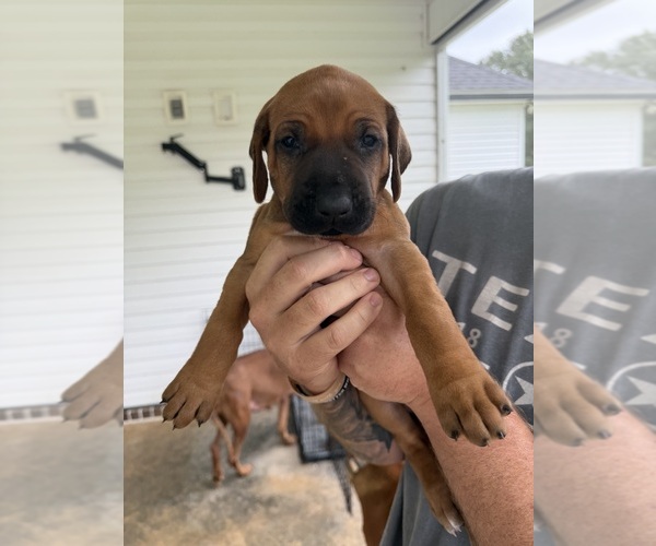 Medium Photo #7 Rhodesian Ridgeback Puppy For Sale in NEW BROCKTON, AL, USA
