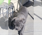 Small Photo #11 American Bully Puppy For Sale in MARTELL, NE, USA