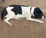 Small Photo #4 German Shorthaired Pointer Puppy For Sale in GREELEY, CO, USA