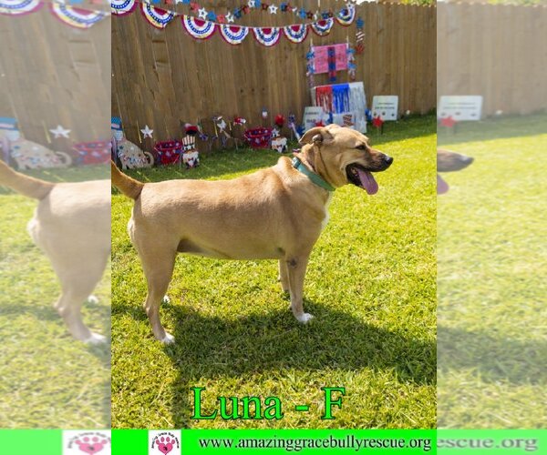 Medium Photo #14 Black Mouth Cur-Unknown Mix Puppy For Sale in Pensacola, FL, USA
