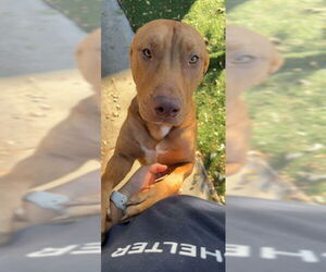 American Pit Bull Terrier Dogs for adoption in Fremont, CA, USA