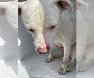 Mutt Dogs for adoption in Houston, TX, USA