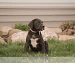Small Photo #8 Great Dane Puppy For Sale in SYRACUSE, IN, USA