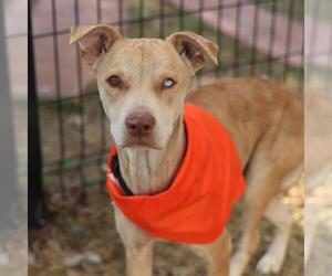 German Shepherd Dog-Unknown Mix Dogs for adoption in San Antonio, TX, USA