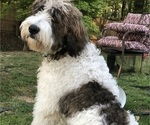 Small Photo #1 Pyredoodle Puppy For Sale in DACULA, GA, USA