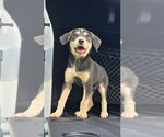 Small #7 Labrador Retriever Mix