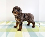 Small #3 Bernedoodle (Miniature)
