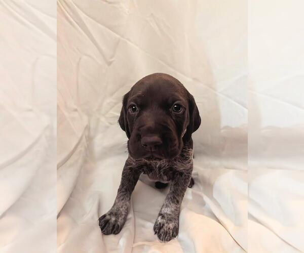 Medium Photo #1 German Shorthaired Pointer Puppy For Sale in CABOT, AR, USA