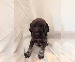Medium German Shorthaired Pointer