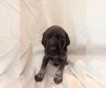Puppy 4 German Shorthaired Pointer