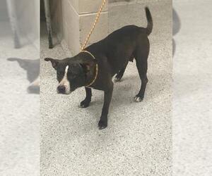 Mutt Dogs for adoption in Conroe, TX, USA