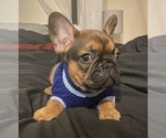 Small Photo #4 French Bulldog Puppy For Sale in PUYALLUP, WA, USA