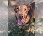 Small #5 Australian Kelpie Mix