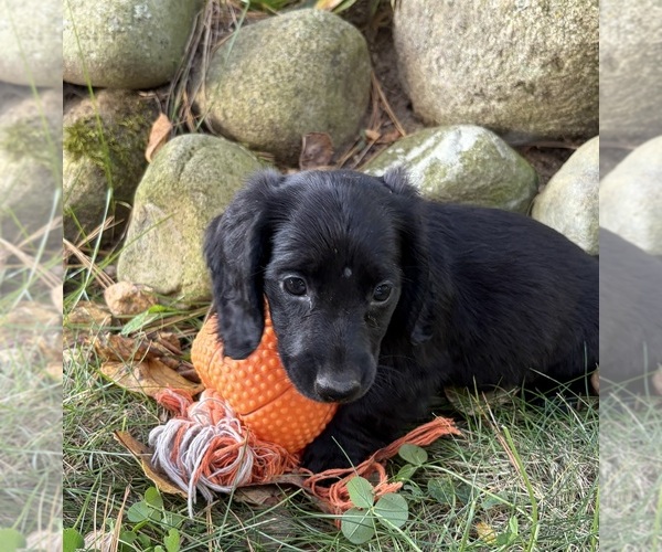Medium Photo #4 Dachshund Puppy For Sale in MIDDLEBURY, IN, USA