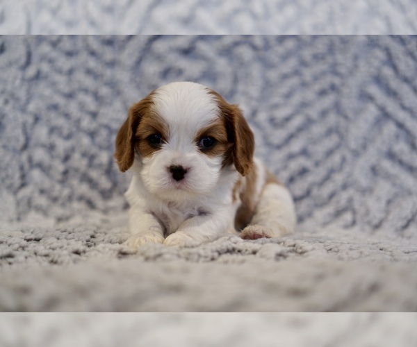 Medium Photo #1 Cavalier King Charles Spaniel Puppy For Sale in SEYMOUR, MO, USA