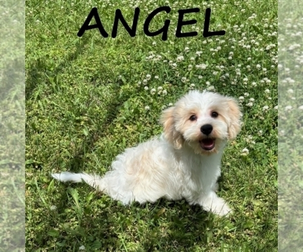 Medium Photo #2 Cockapoo (Miniature) Puppy For Sale in HARTLAND, MN, USA