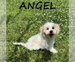 Small #1 Cockapoo (Miniature)