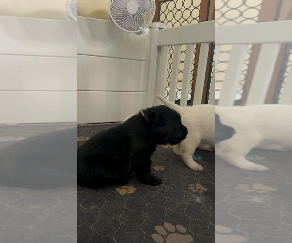 Medium Photo #11 Labrador Retriever Puppy For Sale in LOUISBURG, NC, USA