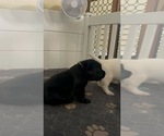 Small #10 Labrador Retriever