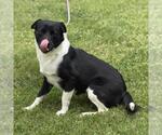 Small #1 Labrador Retriever Mix
