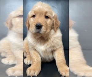 Golden Retriever Puppy for sale in SANTA ANA, CA, USA