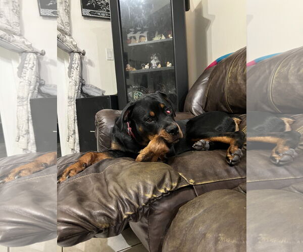 Medium Photo #4 Rottweiler Puppy For Sale in Miami, FL, USA