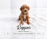 Puppy Riggins Goldendoodle
