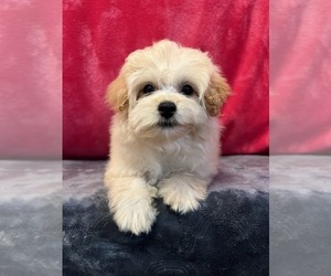 Pom-A-Poo Puppy for sale in MARTINSVILLE, IN, USA