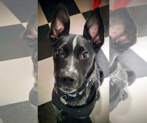 Jax - Male Mutt Dog for Adoption - Photo #7
