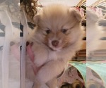 Puppy Puppy 1 Pomeranian