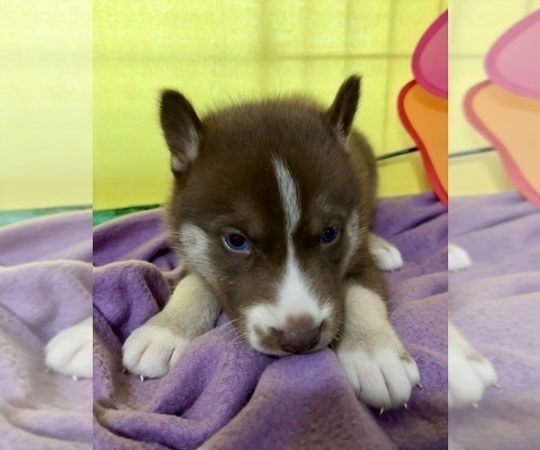 Medium Photo #25 Siberian Husky Puppy For Sale in DEARBORN, MO, USA