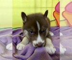 Small Photo #25 Siberian Husky Puppy For Sale in DEARBORN, MO, USA
