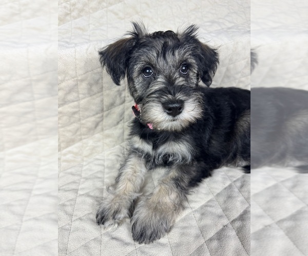 Medium Photo #3 Schnauzer (Miniature) Puppy For Sale in HIGHLAND, CA, USA