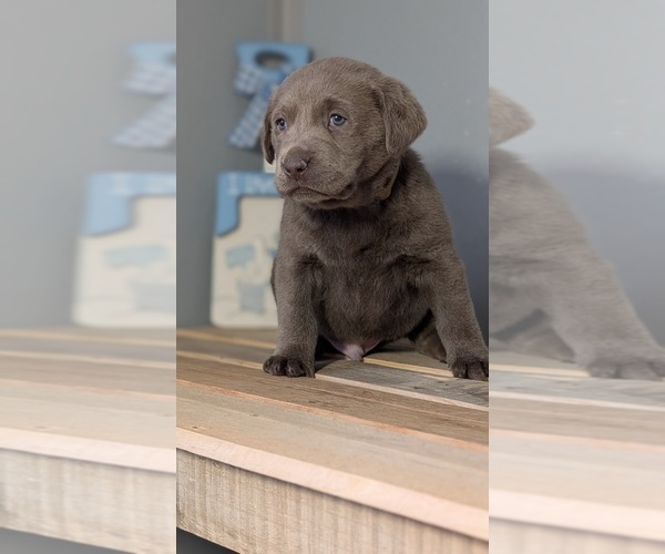 Medium Photo #2 Labrador Retriever Puppy For Sale in GOSHEN, IN, USA