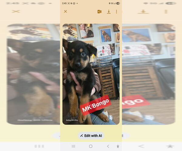 Medium Photo #1 Shepweiller Puppy For Sale in Foristell, MO, USA