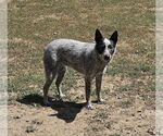 Small Mutt