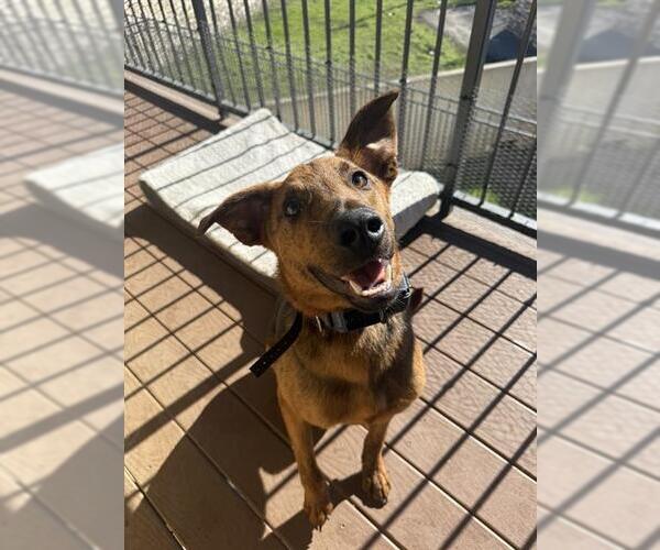 Medium Photo #1 Mutt Puppy For Sale in San Antonio, TX, USA