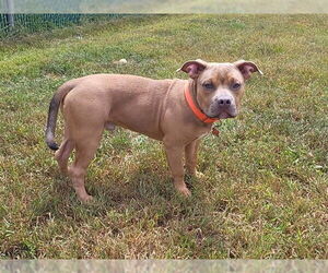 Medium American Pit Bull Terrier