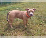 Small American Pit Bull Terrier