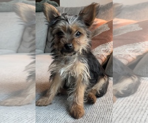 Yorkshire Terrier Dog for Adoption in RENO, Nevada USA