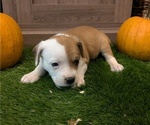 Puppy Easton Aussiedoodle Miniature -French Bulldog Mix