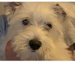 Puppy Puppy 1 Mauzer