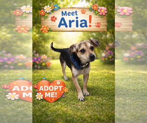 Beagle-Unknown Mix Dogs for adoption in Escondido, CA, USA