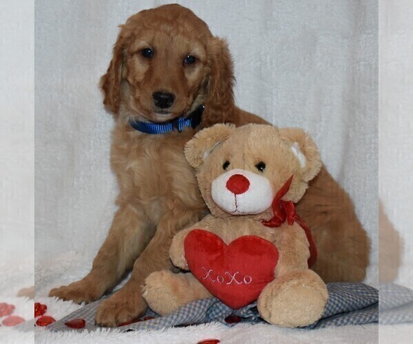 Medium Photo #3 Goldendoodle-Poodle (Miniature) Mix Puppy For Sale in KINZERS, PA, USA