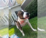 Small #11 American Pit Bull Terrier