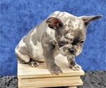 Small Photo #19 French Bulldog Puppy For Sale in BLAKESBURG, IA, USA